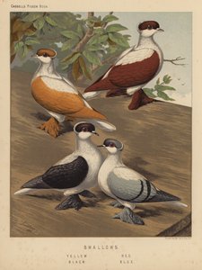 Güvercinler: Kırlangıçlar, Sarı, Kırmızı, Siyah, Mavi (renkli taş)
