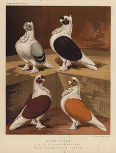 Güvercinler: Türbitenler, Mavi ve Siyah, Tepeli, Kırmızı ve Sarı, Düz Başlı (renkli taş) by J. W. (after) Ludlow