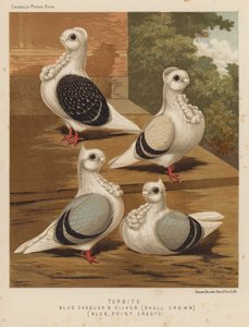 Güvercinler: Turbits, Blue Checker ve Silver, Shell Crown, Blue, Point Crests (renkli taş) by J. W. (after) Ludlow