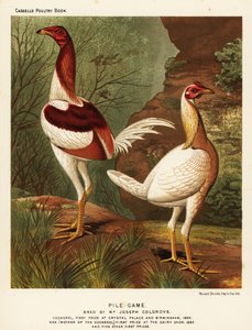 Kazık oyunu, horoz ve tavuk by J. W. (after) Ludlow