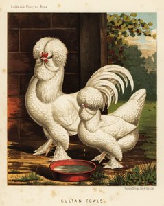 Sultan tavukları, evcil horoz by J. W. (after) Ludlow