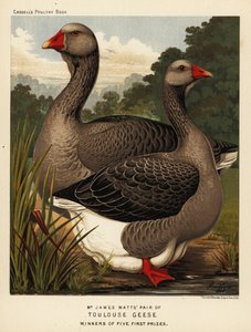 Dewlap, horoz ve tavuk ile Toulouse kazları