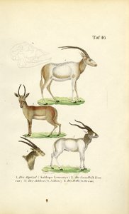  by J. W. Tenhaeff