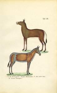  by J. W. Tenhaeff