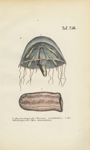  by J. W. Tenhaeff
