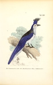  by J. W. Tenhaeff