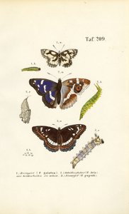 Tırtıllı kelebekler ve metamorfoz aşamaları by J. W. Tenhaeff