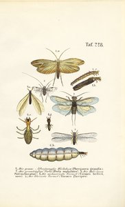  by J. W. Tenhaeff