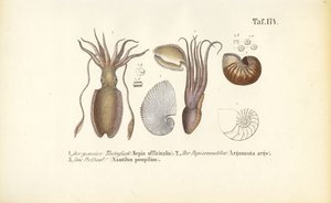  by J. W. Tenhaeff