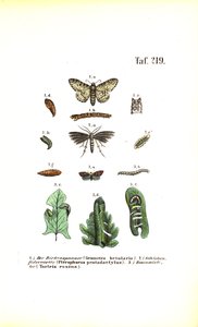 Zararlı etkileri olan kelebeklerin gelişim döngüsü by J. W. Tenhaeff