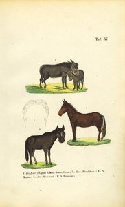  by J. W. Tenhaeff
