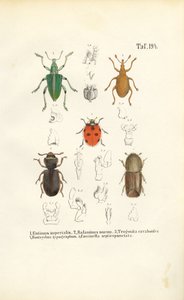 Ekonomik Açıdan Önemli Böcek Türleri by J. W. Tenhaeff