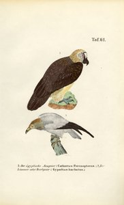  by J. W. Tenhaeff