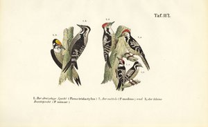  by J. W. Tenhaeff