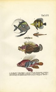  by J. W. Tenhaeff