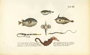 Egzotik Deniz Balıkları ve Denizatı by J. W. Tenhaeff
