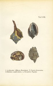  by J. W. Tenhaeff