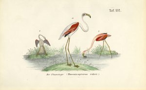  by J. W. Tenhaeff