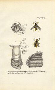  by J. W. Tenhaeff