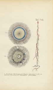 Dev Mavi Düğme ve Kırmızı Kök Denizanası by J. W. Tenhaeff