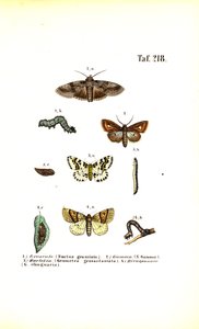  by J. W. Tenhaeff