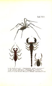 Harvestman ve Scorpions by J. W. Tenhaeff