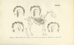 At Anatomisi: İskelet ve Diş Gelişimi by J. W. Tenhaeff