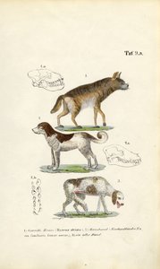 Sırtlan, Evcil Köpek ve Yaşlı Köpek kafatası illüstrasyonları ile by J. W. Tenhaeff