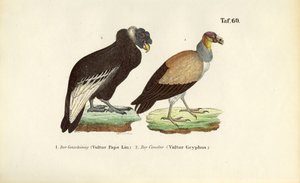  by J. W. Tenhaeff