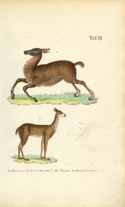  by J. W. Tenhaeff