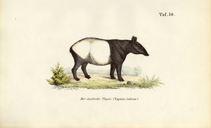 Malaya Tapiri by J. W. Tenhaeff