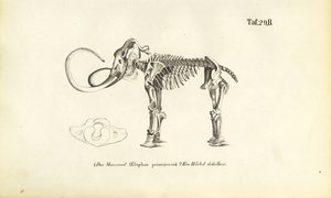  by J. W. Tenhaeff