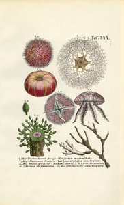  by J. W. Tenhaeff