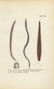  by J. W. Tenhaeff