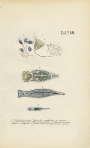  by J. W. Tenhaeff