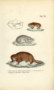 Köstebek fareleri ve Kunduz by J. W. Tenhaeff