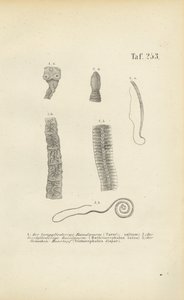  by J. W. Tenhaeff