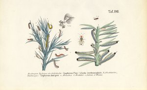  by J. W. Tenhaeff