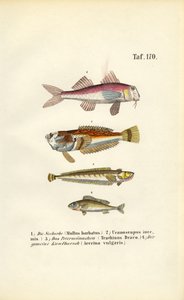  by J. W. Tenhaeff