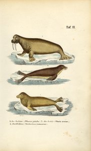 Deniz Aslanı, Kürklü Fok ve Mors by J. W. Tenhaeff