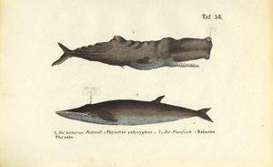  by J. W. Tenhaeff