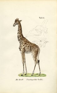  by J. W. Tenhaeff