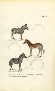  by J. W. Tenhaeff
