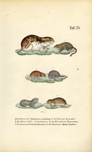  by J. W. Tenhaeff