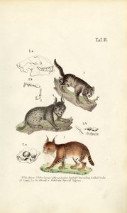  by J. W. Tenhaeff