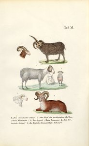  by J. W. Tenhaeff