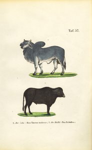  by J. W. Tenhaeff