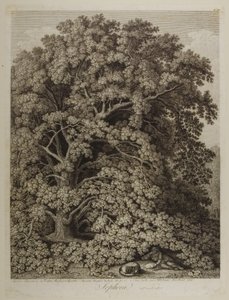 sofora by Jacob Philippe Hackert