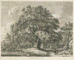 Blithfield - Wych Elm : gravür, 1825 by Jacob George Strutt