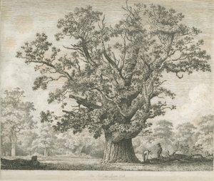 Needwood - Swilcar Meşe: gravür, nd [c 1820-1850] by Jacob George Strutt